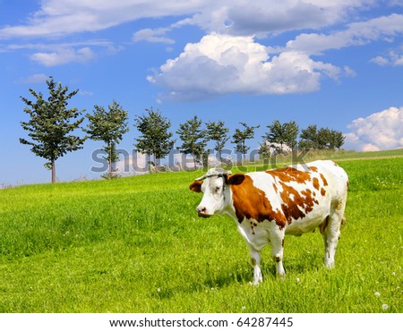 Cow and ecology landscape