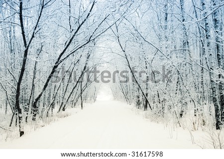 Similar – Image, Stock Photo Tree avenue in winter with snow