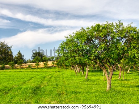 Similar – Image, Stock Photo orchard Sky Sunlight Grass