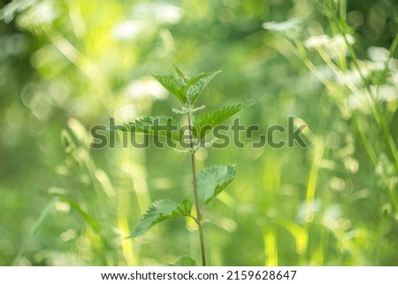 Urtica dioica or stinging nettle, in the garden. Stinging nettle, a medicinal plant that is used as a bleeding, diuretic, antipyretic, wound healing, antirheumatic agent. Imagine de stoc © 