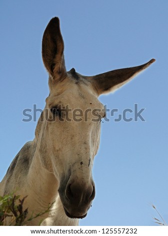 white donkey watching the camera from above