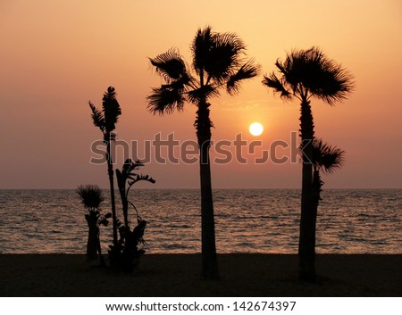 sunset with palm tree silhouette in Chipiona, Andalusia (Spain)