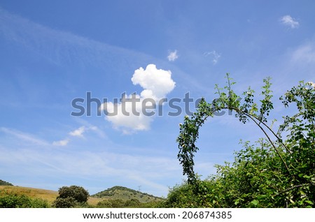 landscape with wild rose and blue sky with white clouds