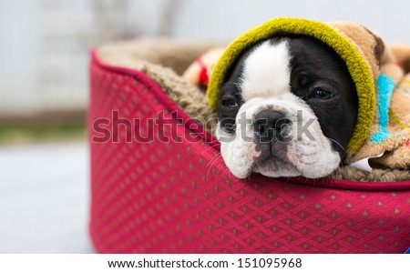 A tired Boston Terrier puppy sleeps in his bed outside on a porch/Tired Boston Puppy