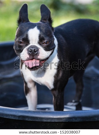 Boston Terrier in Dog Pool