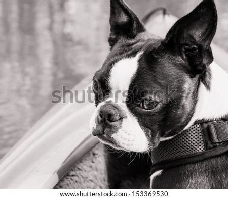 Boston Terrier in Kayak