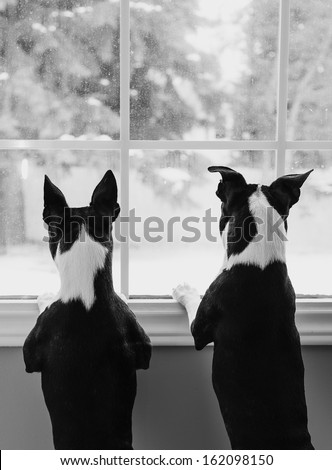 Boston Terrier Dogs at Window