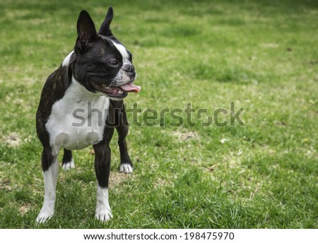 Boston Terrier Dog Panting
