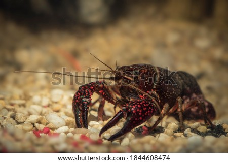 American river crab inside the water, crayfish underwater Photo stock © 