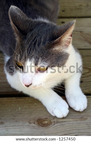 Gray and white cat resting on a wooden porch. Natural lighting.