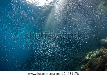 A school of silversides swimming over a reef dropoff flashes in beams of sunlight.  Schooling fish such as these make it difficult for predators to single one fish out of the pack.