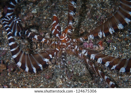 A Wonderpus octopus (Wunderpus photogenicus) is a a crepuscular hunter that exists on sandy, mucky substrates in the Western Pacific region.  It is often confused with the Mimic octopus.