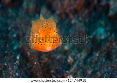 A juvenile Longhorn cowfish (Lactoria comuta), just one centimeter long, swims above the sandy bottom of Lembeh Strait, Indonesia.