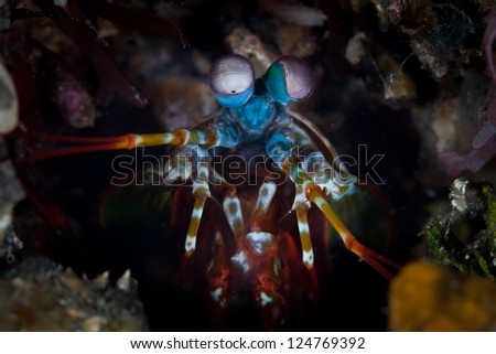 A mantis shrimp (Odontodactylus scyallarus) pokes its eyes out of its lair in a coral reef.  Mantis shrimp have the most advanced eyes found in nature.  This species is found in the Indo-West Pacific.
