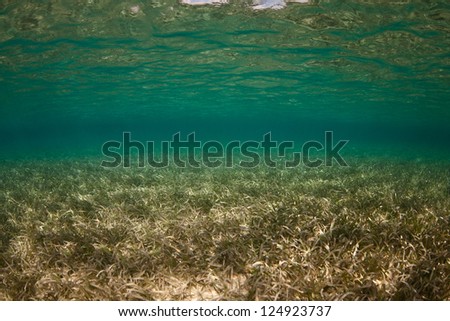 Clear water and sea grass meet on a shallow underwater flat in Belize.  Sea grass provides food and habitat for many reef-associated species.