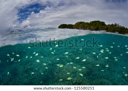 A school of Blue-green damselfish (Chromis viridis) spreads out above a coral reef as the fish feed on plankton drifting in a light current.