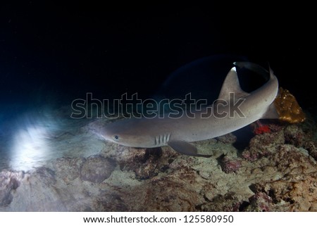 Whitetip reef sharks (Triaenodon obesus) hunt small reef fish at night on a rocky reef near Cocos Island, Costa Rica.  This area is known for its many sharks.