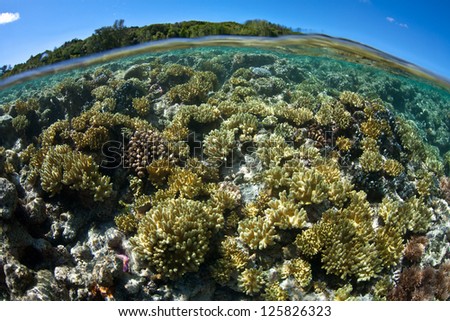 A shallow reef flat on Palau\'s barrier reef is habitat for small reef species.  Palau is one of the best places to scuba dive in the world.