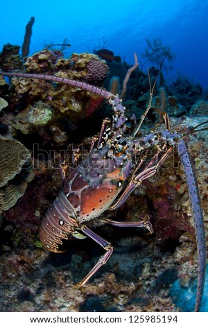 The Caribbean Spiny lobster (Panulirus argus) inhabits tropical and subtropical waters of the Atlantic Ocean, Caribbean Sea, and Gulf of Mexico.  It is normally a nocturnal species.