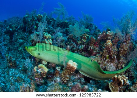 A Giant green moray eel slithers across a Caribbean coral reef where it may hunt reef fish.  This moray eel species grows up to 4 meters long.