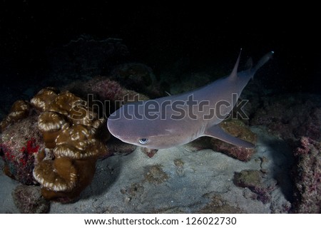 A Whitetip reef shark (Triaenodon obesus) hunts small reef fish at night near Cocos Island, Costa Rica.  This island is known for its large numbers of sharks.