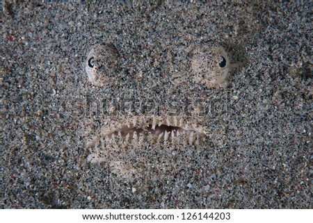 A Stargazer (Uranoscopus sp.) hides itself in sand in Indonesia.  This fish is a classic ambush predator and feeds on small reef fish that swim near.