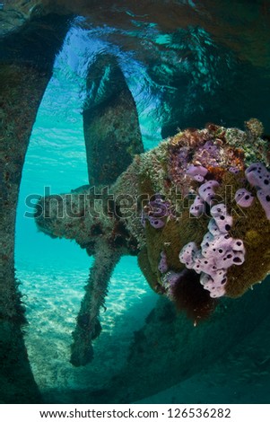 A shipwreck is grounded in extremely shallow water near the Turks & Caicos Islands.  Shipwrecks often act as artificial reefs, attracting invertebrates and fish.  This is the propeller.