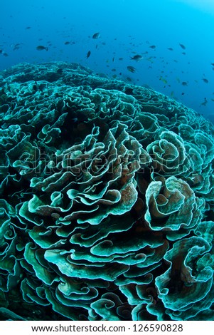 Reef-building corals contain symbiotic dinoflagellates that are expelled from the corals when high sea surface temperatures stress the colonies.  This is known as coral bleaching.