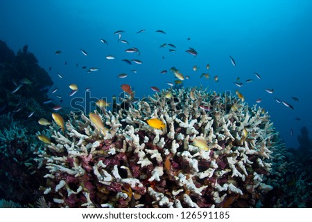 On a coral reef near North Sulawesi an array of colorful small reef fish swim above a reef where they pick off zooplankton from the water column.