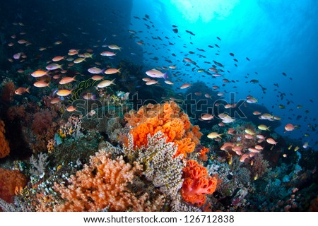 Off North Sulawesi, Indonesia, a plethora of small, colorful fish (Pseudanthias sp.) swim in a current passing over a coral reef.  The fish are catching tiny zooplankton that ride the ocean current.