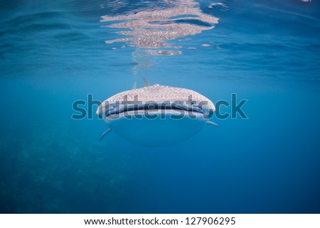 A young whale shark (Rhincodon typus) cruises through the tropical waters of the Caribbean Sea.  This species is the largest living fish on Earth and is listed as vulnerable by the IUCN.