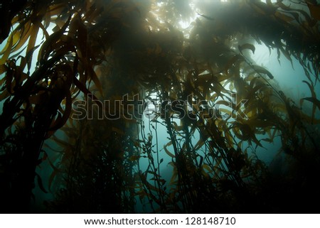 A Giant kelp forest (Macrocystis pyrifera) grows along the coast of northern California, near Monterey Bay.  This area is rich in marine life and is a popular scuba diving area.