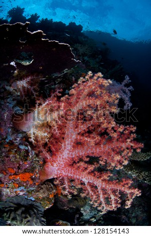 A diversity of soft corals, mainly Dendronephthya spp., grows along a reef drop off not too far from the island of Misool in Raja Ampat, Indonesia.  This area has high marine biodiversity.