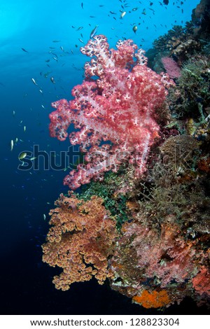Colorful soft corals (Dendronephthya sp.) feed on invisible plankton on a diverse coral reef in the Philippines.  This area is extremely diverse underwater and is within the Coral Triangle.
