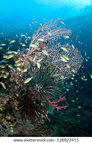 A cloud of colorful, tropical reef fish (Pseudanthias sp.) feed on invisible plankton around a gorgonian growing on a diverse Philippine coral reef.  This area is within the Coral Triangle.