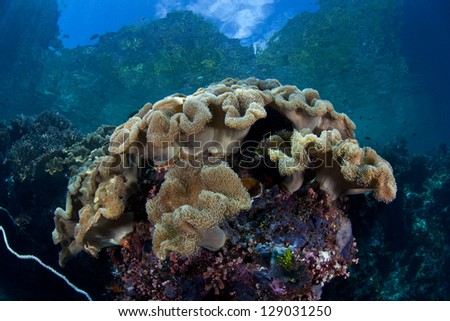 A healthy coral reef with soft leather corals grows in very shallow water near a tropical island in Raja Ampat, Indonesia.  This region is extremely diverse and resides within the Coral Triangle.