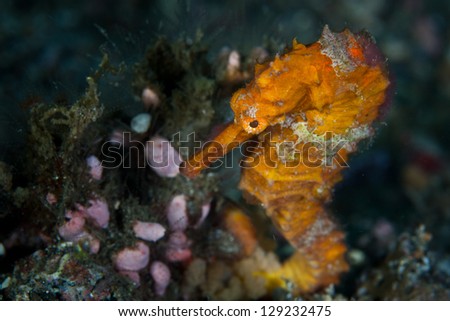 A colorful seahorse blends into its surroundings in Lembeh Strait, Indonesia.  Seahorses depend on their camouflage to avoid reef predators.