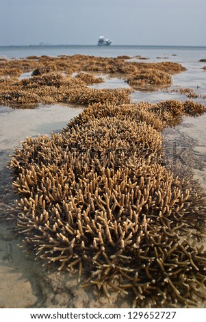 At a severe low tide corals growing in the shallows near an island are left out of the water for a few hours.  Sometimes this can lead to the death of some polyps which desiccate.