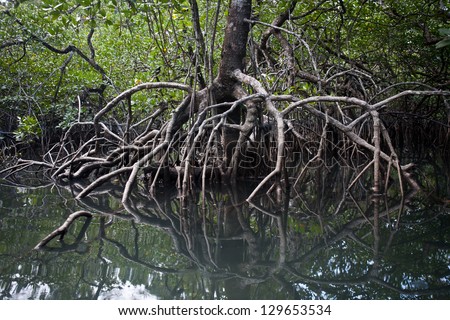 Tall Mangrove Trees (Rhizophora Sp.) Rise Out Of The Shallow Waters Of ...