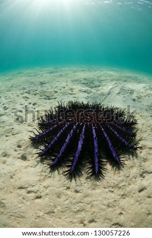 A Crown-of-Thorns seasatar (Acanthaster planci) crawls across a sandy flat trying to reach a coral reef where it will feed.  This species feeds on live reef-building corals.