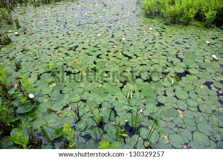 Lily pads cover the nearshore water of a freshwater pond in Cape Cod, Massachusetts.  Hundreds of ponds and lakes dot Cape Cod\'s sandy landscape offering habitat for many species.