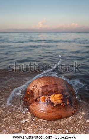 A coconut (Cocos nucifera) washes ashore on a remote beach on an idyllic island in Fiji.  Coconut palms are prevalent throughout the tropical islands of the Pacific because they disperse well.
