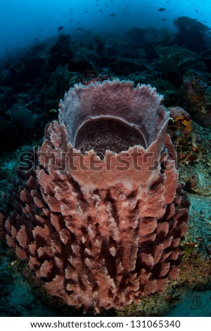 A massive barrel sponge (Xestospongia sp.) grows on a diverse coral reef in Indonesia.  Sponges are important filter feeders on reefs.