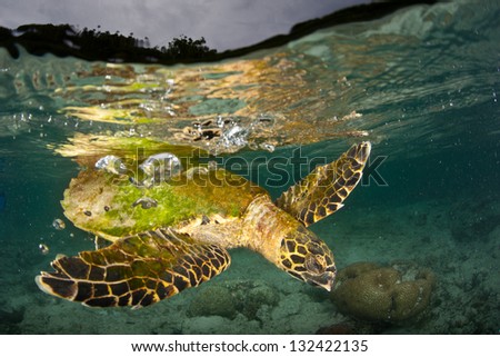 A Hawksbill sea turtle (Eretmochelys imbricata) takes a few breaths at the waterline and then dives to search for food in a seagrass bed near a set of limestone islands in Raja Ampat, Indonesia.