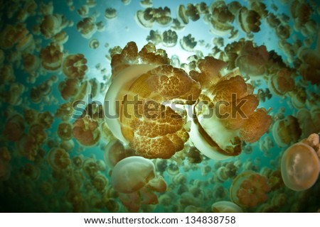 Millions of golden jellyfish (Mastigias papua etpisonii) live in an isolated marine like in Palau.  These jellies are endemic subspecies and there are five lakes in Palau with different subspecies.