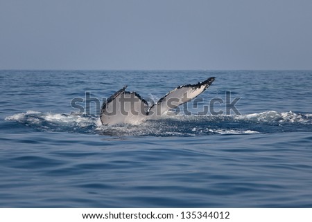 A Humpback whale (Megaptera novaeangliae) dives after taking a few breaths in the Caribbean.  The Atlantic population of Humpbacks uses the Caribbean to breed and give birth.