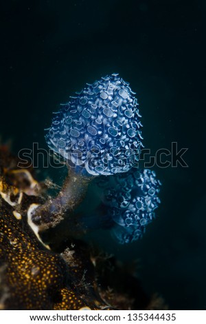A colonial tunicate grows on a coral reef in Indonesia.  Tunicates filter organic material out of the water column.
