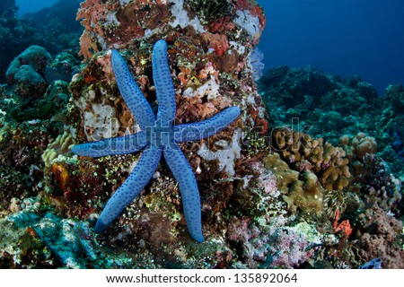 A six-armed blue seastar (Linkia laevigata) clings to a coral reef that grows off the tip of North Sulawesi, Indonesia.  This region is rich in marine species.
