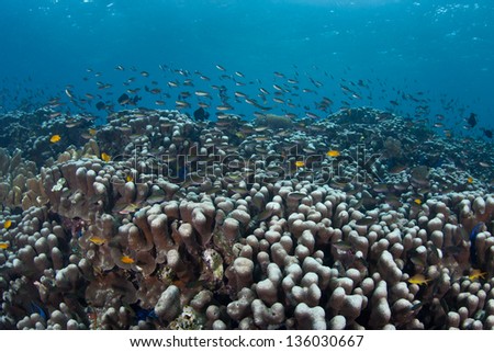 Fish and corals grow in shallow water in the Western Pacific.  Competition for space to grow, sunlight, and planktonic food is fierce on Indo-Pacific reefs.