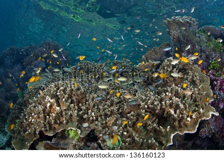 Fairy basslets and damselfish rise above the protection of a coral colony as a strong current sweeps planktonic food towards them in Raja Ampat, Indonesia.